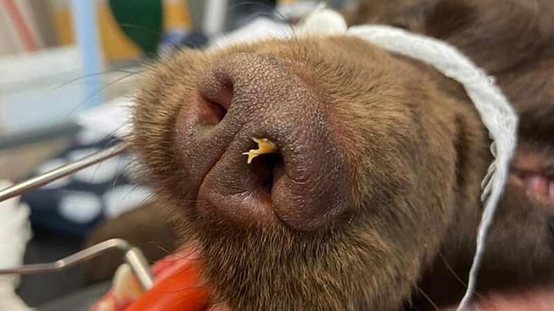 Jess had to be sedated before the vet could take a proper look and find the problem (Image: UGC)