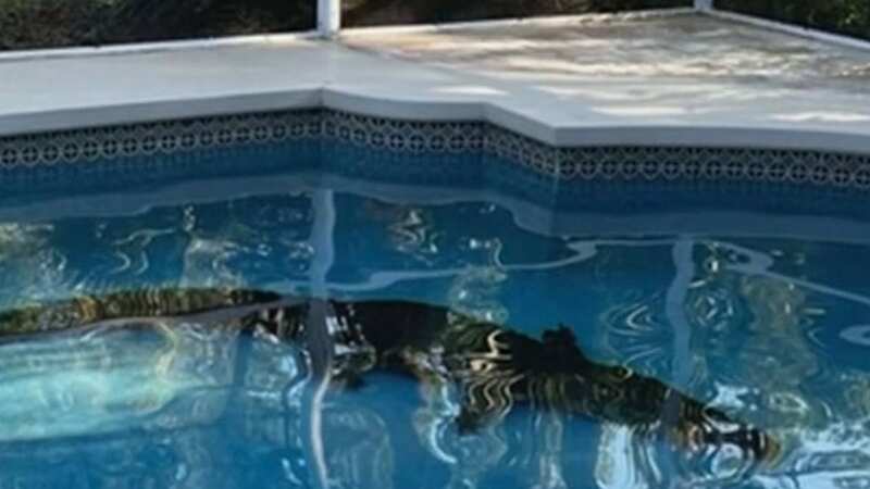 The alligator wanted to relax by the water so much that it busted through a screened-in porch (Image: WFTV)