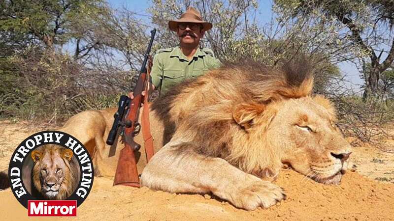Manish Ghelabhai, a Norfolk gas engineer poses with a lion he killed on a hunting trip in South Africa (Image: Collect Unknown)