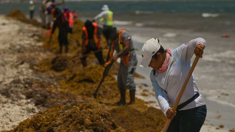 The massive tide of seaweed has prompted a major clean-up operation (Image: NurPhoto via Getty Images)