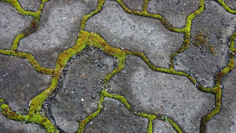 You can banish moss from your paving with just one 29p item (Image: Getty Images/iStockphoto)