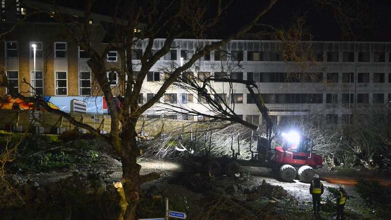 Contractors begin tearing down the trees in Plymouth under cover of darkness (Image: wayne Perry)