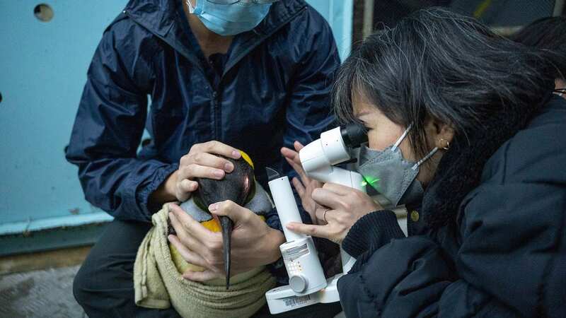Dr Gladys Boo pictured checking the eye of a king penguin (Image: Newsflash)