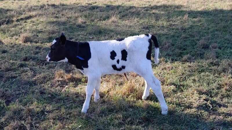 The black and white Holstein calf will now be allowed to roam around (Image: Bellbrook Holsteins)
