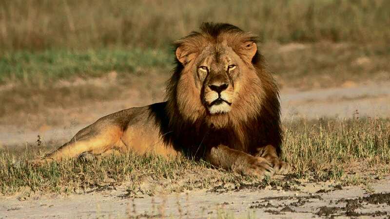 Cecil the lion died in 2015 after a US dentist paid £35,000 to shoot him (Image: Shutterstock)