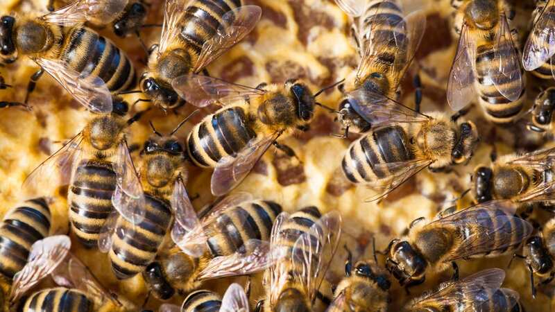 An angry swarm of bees killed two dogs during a "highly unusual" incident (Image: Getty Images/iStockphoto)