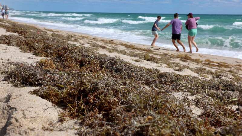 Beachgoers walk past seaweed that washed ashore on March 16, 2023 in Fort Lauderdale, Florida (Image: Getty Images)