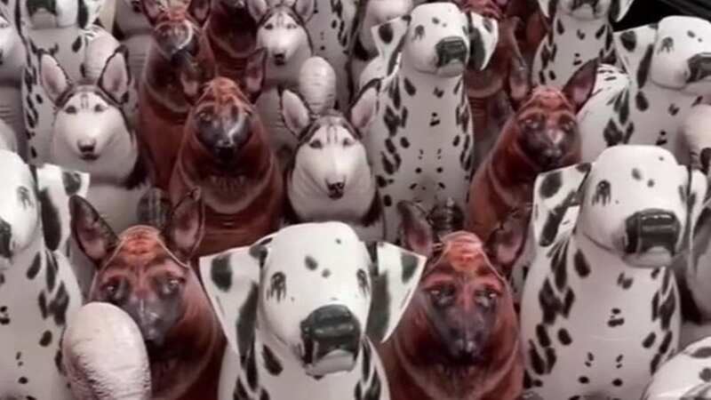 Can you spot the real dog? (Image: VT/Tiktok)
