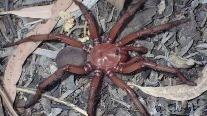Arachnologist Michael Rix said the new species could be under threat (Image: Queensland Museum)