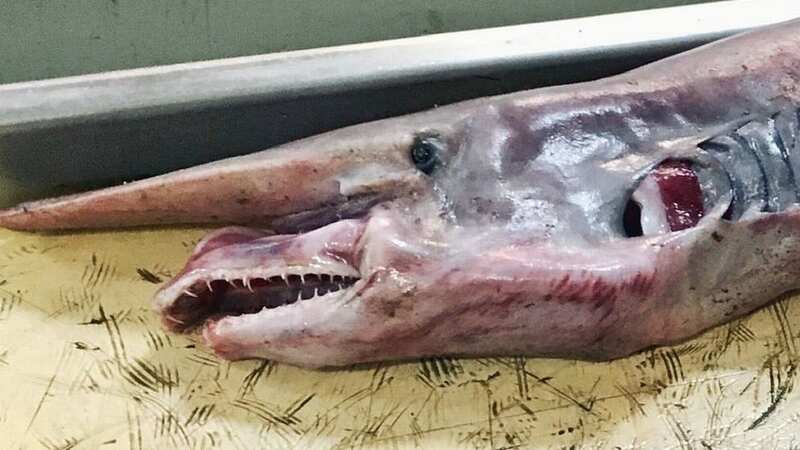 The goblin shark caught by a deep-sea fisherman off Murmansk in northwest Russia (Image: Jam Press/@rfedortsov_official_account)
