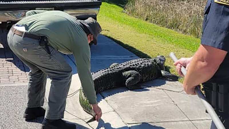 The 10ft alligator had to be captured amid concerns over its aggressive nature (Image: Jam Press)