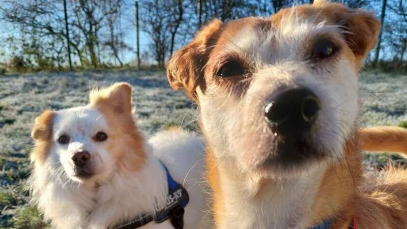 After a miserable start in life, Ronnie and Patch are looking for a loving home (Image: https://www.lancs.live/news/lancashire-news/dogs-whod-never-been-stroked-26234521)