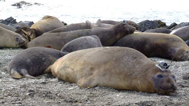 Males seals are dying earlier than females (Image: PA)