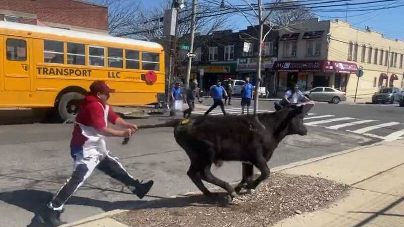 Brave calf earns freedom as it escapes slaughterhouse and sprints along street