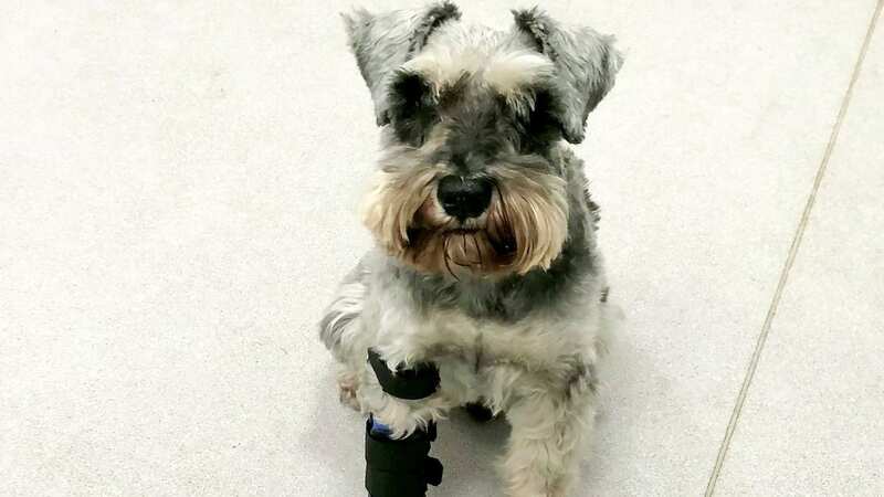 Freddie lost his paw after vets found a tumour in his foot and had to amputate (Image: DAILY MIRROR)