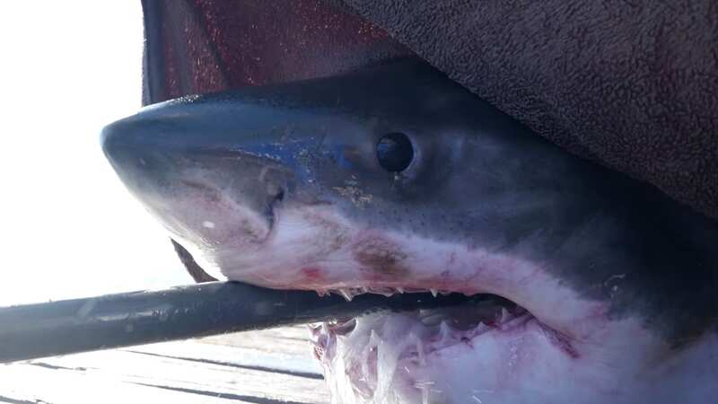 The US recorded the most unprovoked attacks from sharks last year with a total of 41 incidents (Image: OCEARCH)