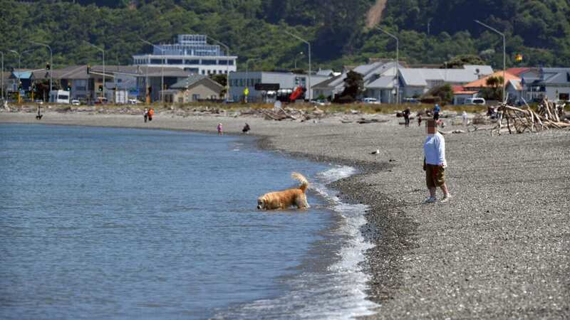 Locals made the discovery on a popular beach in Wellington, New Zealand (Image: Bloomberg via Getty Images)
