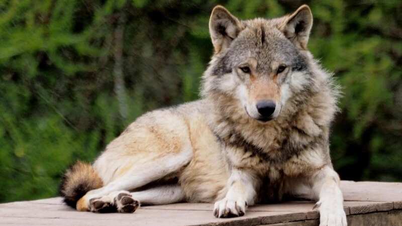 Camperdown Wildlife Centre in Dundee made the "difficult decision" to put down the wolves on Monday (Image: Camperdown Wildlife Centre/Facebook)