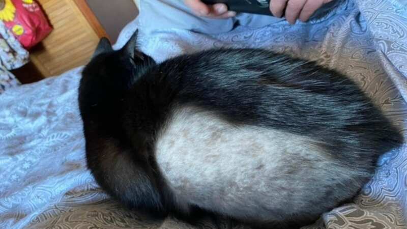 More than 80 cats have had areas of their fur shaved (Image: Jam Press/Animals Lost and Found in Kent)