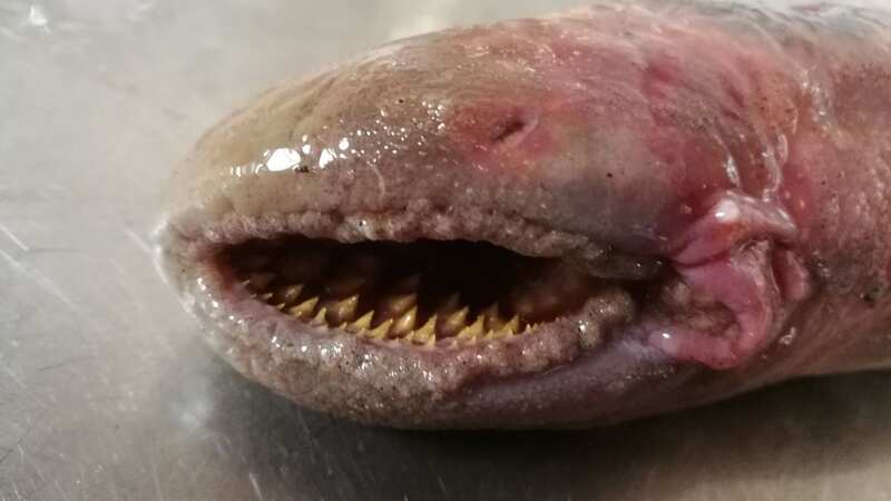 A blood-sucking sea lamprey has been found (Image: Credit: Jarco Havermans/Pen News)