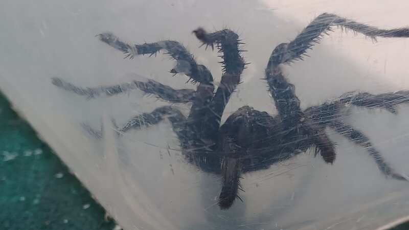 Deadly spiders that can bite underwater hiding in people