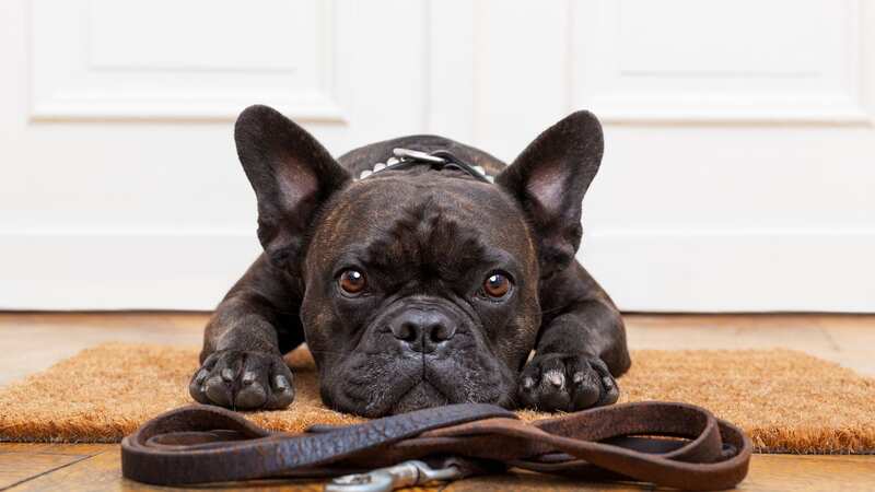 Dognapping is on the increase across Britain (Image: Getty Images/iStockphoto)