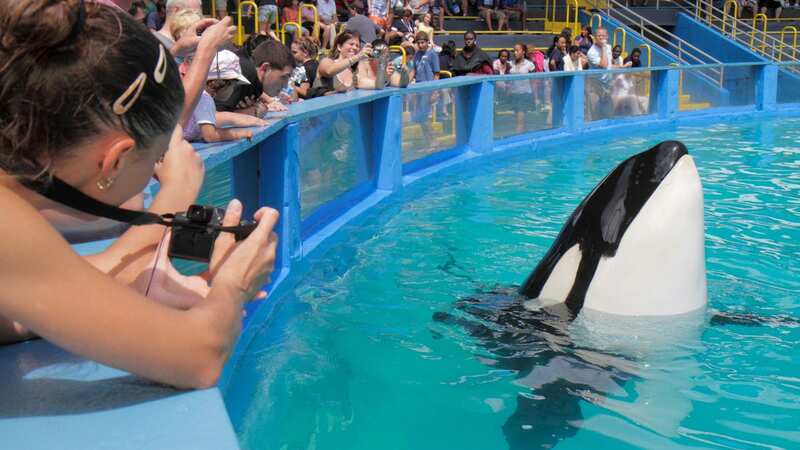 Lolita the killer whale will be finally be freed (Image: Universal Images Group via Getty Images)