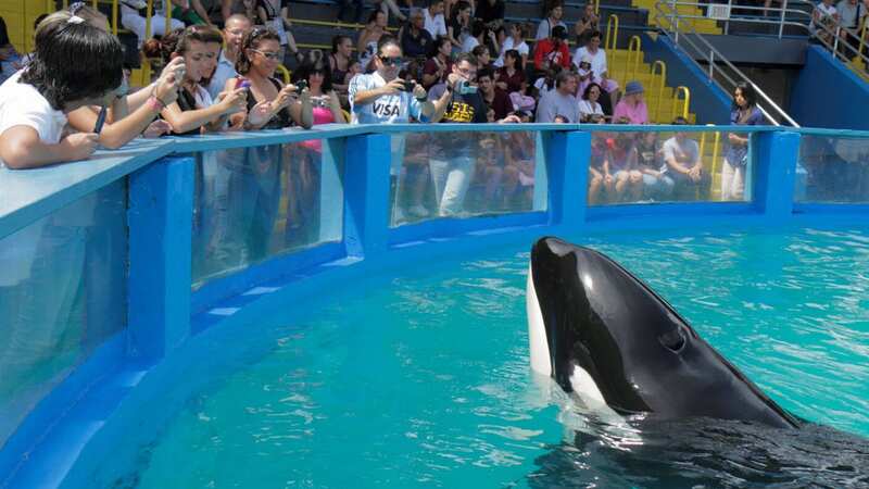Lolita performs to gawping crowds in her stadium tank (Image: Universal Images Group via Getty Images)