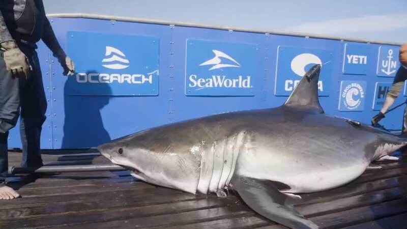 Massive 13ft great white shark weighing 1,437lbs named Breton tracked off coast