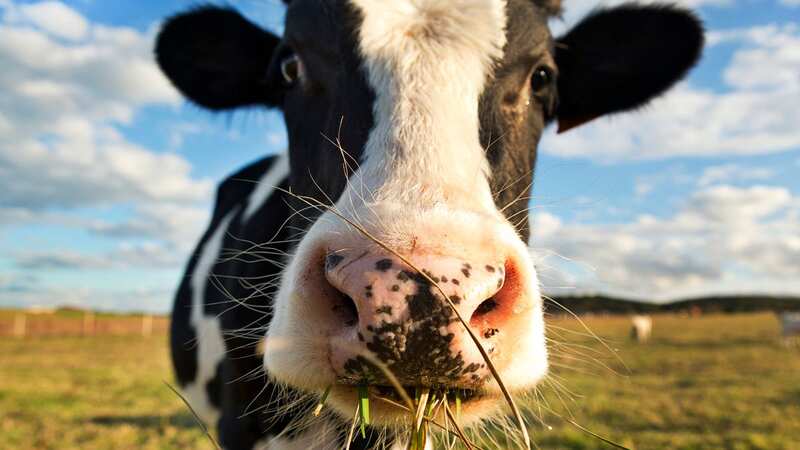 Cows are quite windy (Image: Getty Images)