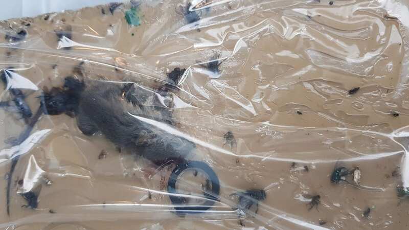 The supermarket was forced to pay £74,000 after dead mice and rats were found scattered around the store where food was made (Image: Enfield Council / SWNS)