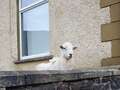'Feral' sheep gang terrorising quiet village and its fed-up residents for weeks qhxidiqxkiqtqinv