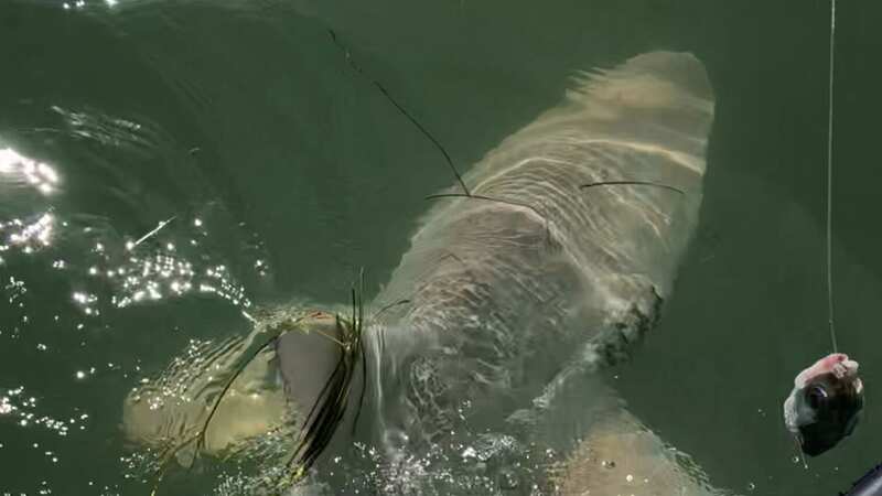 Moment fisherman discovers six-foot shark has become lunch for unknown predator