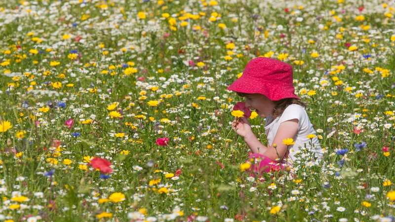 Hay fever flares up during the spring and summer as the pollen count gets higher (Image: SWNS)