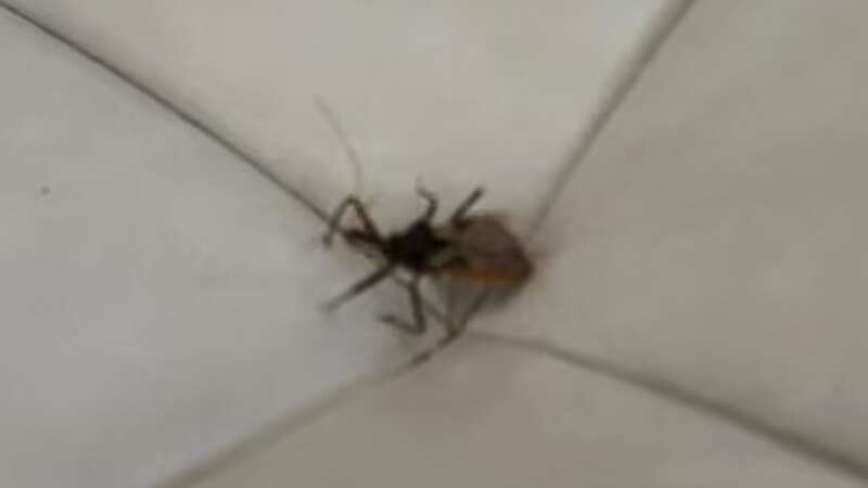 A woman was left in agony after getting a nasty bite off an "assassin bug" (Image: Facebook)