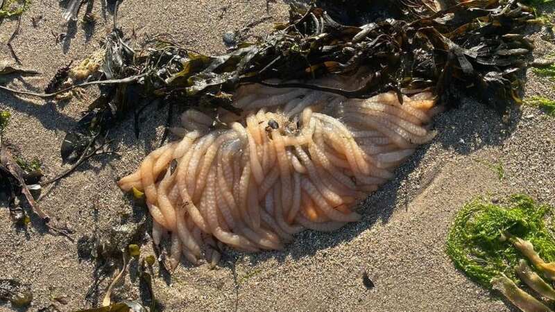 The strange worm-like creatures found on the North Wales beach (Image: Katie Tootell/Daily Post Wales)