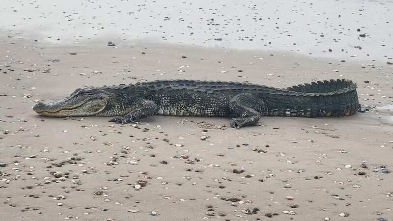 Massive alligator sunbathes on beach in terrifying scenes 