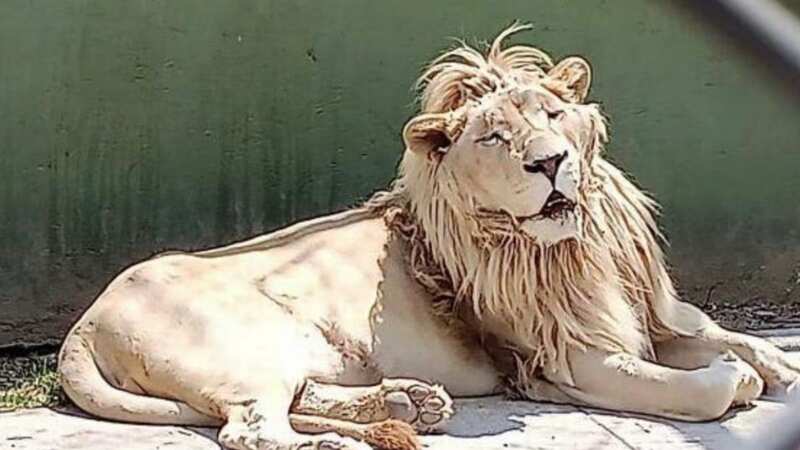 A lion rescued by police in Mexico (Image: Special)