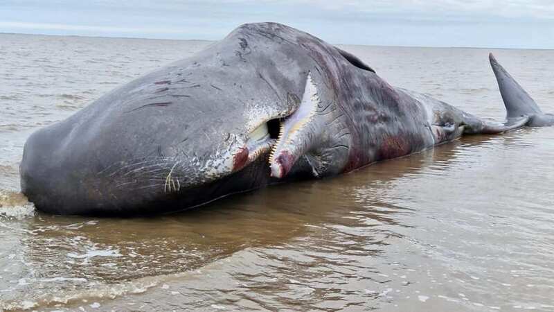 Huge 10-metre whale washes up on UK beach alive with rescue mission launched