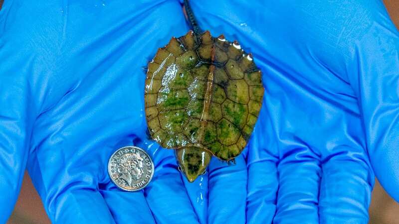 The platysternon megacephalum hatched in Newquay (Image: Newquay Zoo / SWNS)