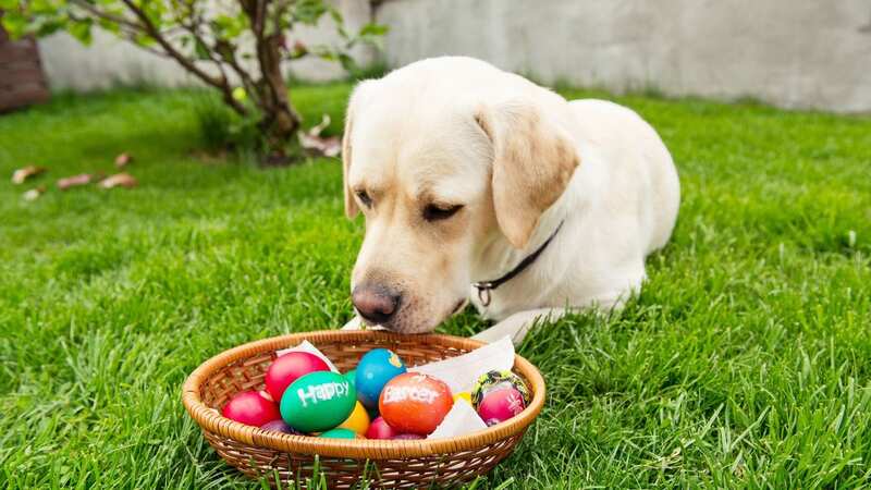 The higher the concentration of cacao, the more toxic the chocolate is to dogs (stock photo) (Image: Getty Images)