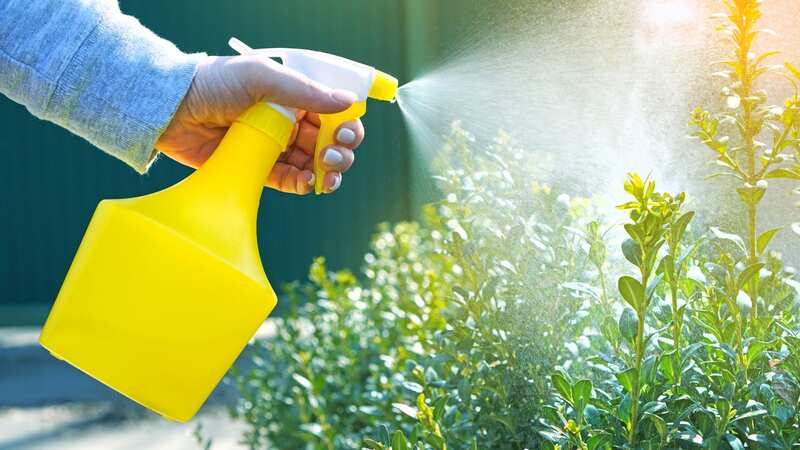 Gardeners praised the natural solution (Image: Getty Images/iStockphoto)