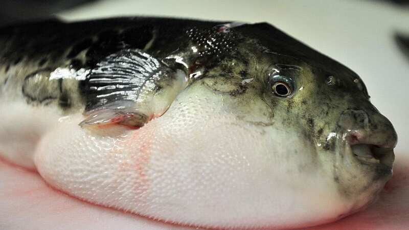 Pufferfish is highly toxic if not prepared the correct way (Image: AFP via Getty Images)
