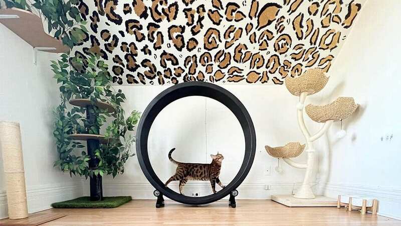 Cat mum spends extortionate amount on 