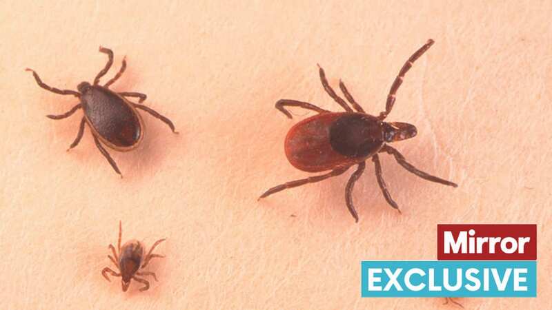 Ticks from Europe have caused the spread of encephalitis in the UK (Image: Getty Images)