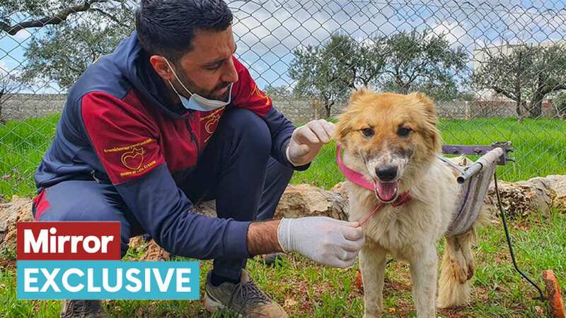Brave paralysed dog rescued from Syria earthquake gets new wheels and a new home