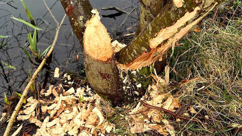The surprising culprit is Wales’ first wild beaver for 400 years (Image: Solent News & Photo Agency)