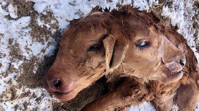 The calf was born with two heads (Image: Credit: Pen News/Leslie Hunewill)