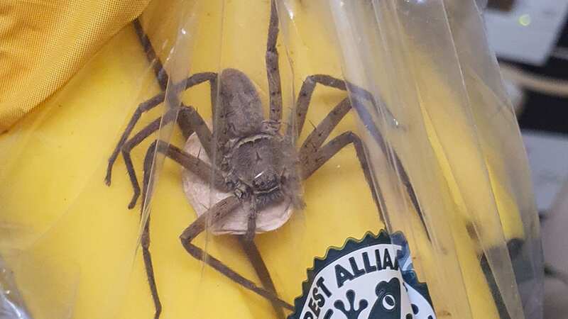 A huge female huntsman spider and its eggs were found in one shopper
