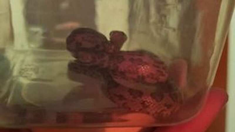 The snake appeared in his flat from nowhere (Image: edinburghlive)